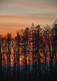 Silhouette trees against sky during sunset