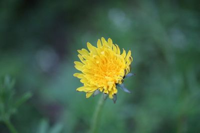 Close-up of yellow flower