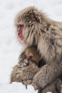 Parent and child snow monkeys endure the cold