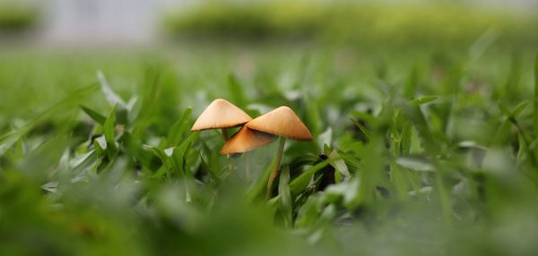 Close-up of plant growing on land