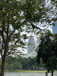 Trees in park