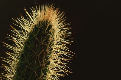 Low angle view of illuminated cactus plant against sky at night