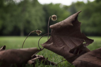 Close-up of plant against blurred background