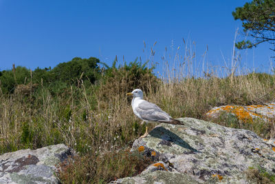Seagull perching on rock