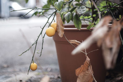 Close-up of fruits hanging on tree