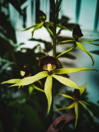 Close-up of yellow flowering plant