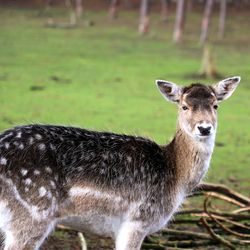 Close-up portrait of deer