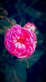 Close-up of pink flowers