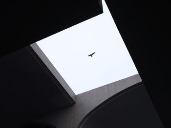 Low angle view of bird flying against clear sky