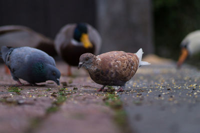 Pigeons eating on footpath