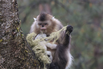 Close-up of monkey on tree