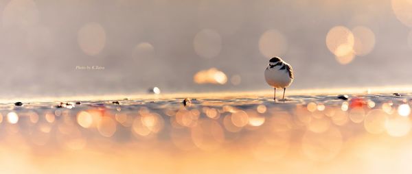 Close-up of birds perching on the water