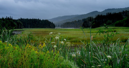 Scenic view of field against sky