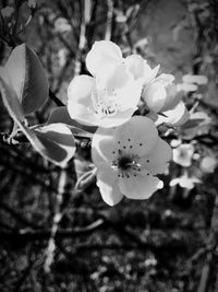 Close-up of white flowers