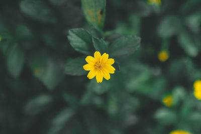 Close-up of yellow flowering plant