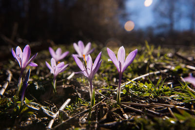 Close-up of purple crocus flowers on field