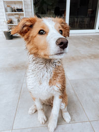 High angle view of dog looking away