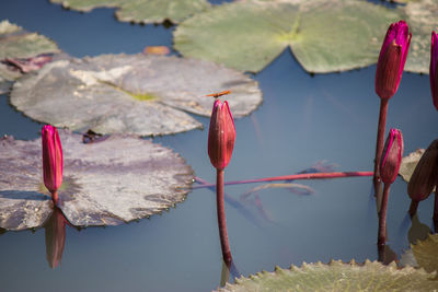 Close-up of lotus water lily in lake