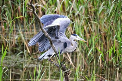 Herons wings