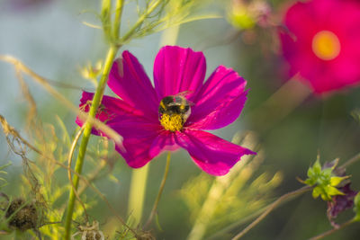 Close-up of insect pollinating flower