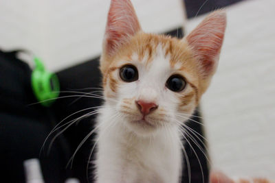 Close-up portrait of cat