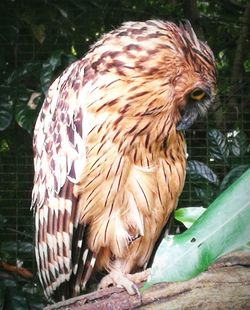 Close-up of owl perching on plant