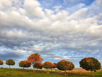 Trees on field against sky