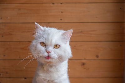 Portrait of white cat