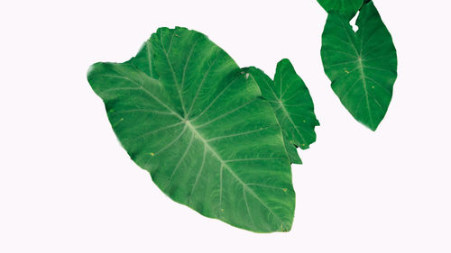 Close-up of leaf against white background