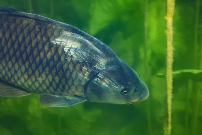 Underwater photo of the common carp or european carp, cyprinus carpio in soderica lake, croatia