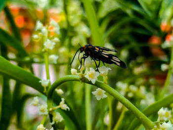 Close-up of insect on flower