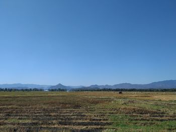 Scenic view of field against clear blue sky