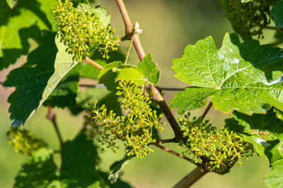 Close-up of fresh green leaves on plant