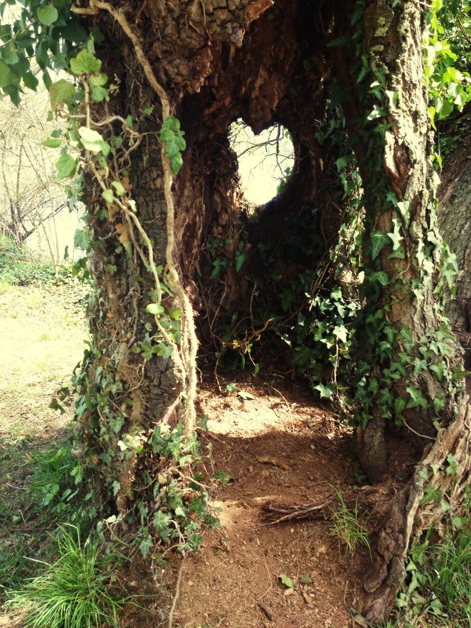 tree, tree trunk, growth, forest, plant, nature, tranquility, branch, day, no people, built structure, sunlight, outdoors, wood - material, old, green color, beauty in nature, tranquil scene, architecture, arch