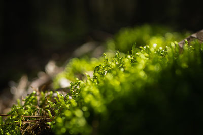 Close-up of green plant