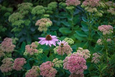 Close-up of pink flowering plants