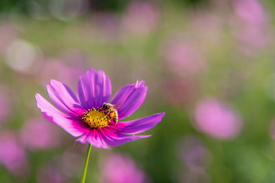 Close-up of honey bee on cosmos flower