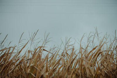 Close-up of corn field against clear sky