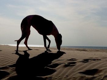 Full length of silhouette on beach against sky during sunset