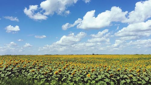 Scenic view of field against sky