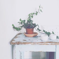 Potted plant on table