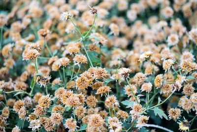 Small neutral flowers background.