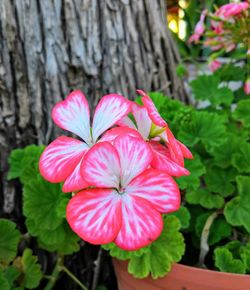 Close-up of pink flowering plant