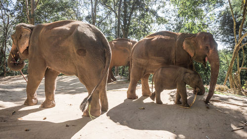 View of elephant in sunlight