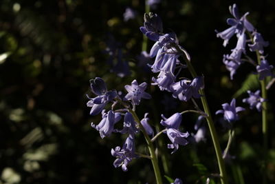 Close-up of purple flowering plants