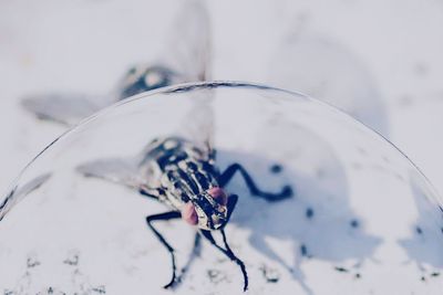 Close-up of fly on glass table