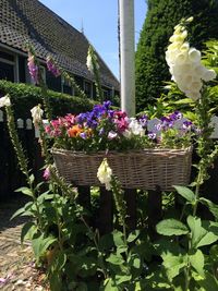 Close-up of flowers blooming in park