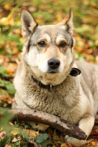 Close-up portrait of a dog