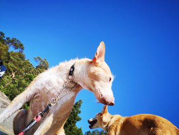 Low angle view of dog on hand against clear blue sky