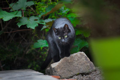 Portrait of a cat